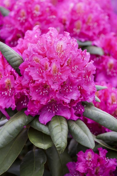 Rhododendron Hybr. 'Catharine van Tol', rosa Blüten, 30–40 cm
