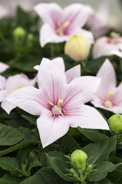 Platycodon grandiflorus 'Fuji Pink', Ballonblume, rosa, ca. 9x9 cm Topf