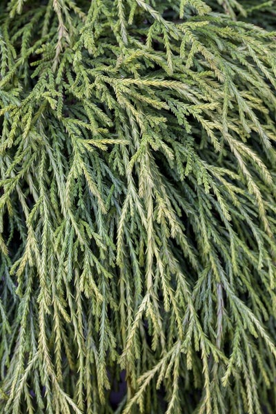 Chamaecyparis pisifera 'Sungold', Scheinzypresse, goldgelb, 20–30 cm