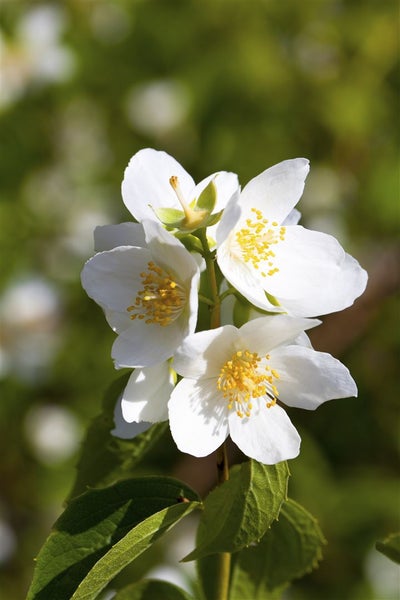 Philadelphus coronarius, Duftjasmin, weiß, 60–100 cm
