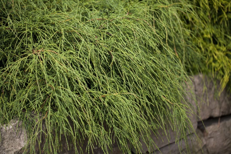 Chamaecyparis pisifera 'Filifera Nana', Zypresse, kompakt, 25–30 cm