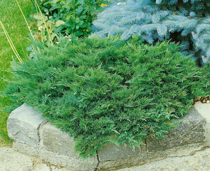 Juniperus sabina 'Tamariscifolia', Sadebaum, kompakt, 20–30 cm