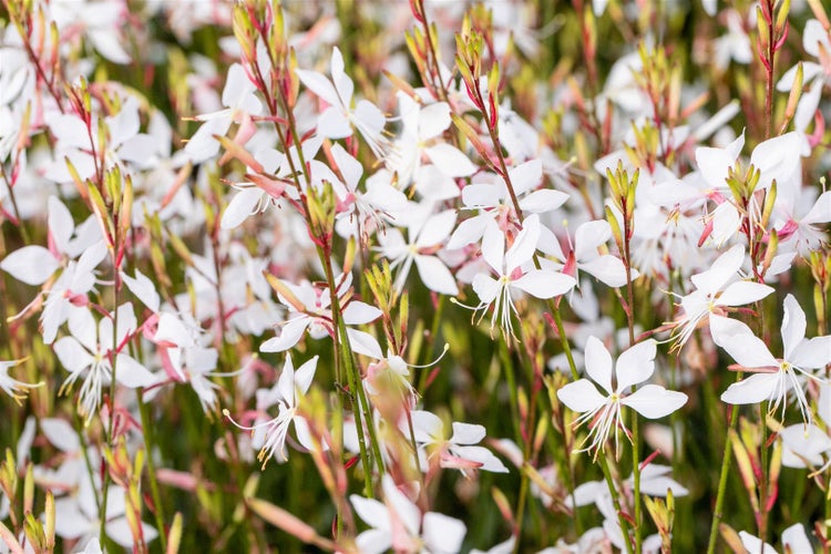 Gaura lindheimerii, Prachtkerze, weiß, ca. 11x11 cm Topf