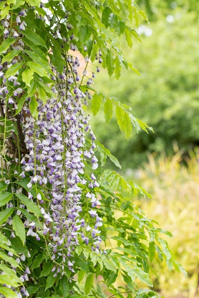 Wisteria floribunda 'Macrobotrys', Japanische Blauregen, 40–60 cm