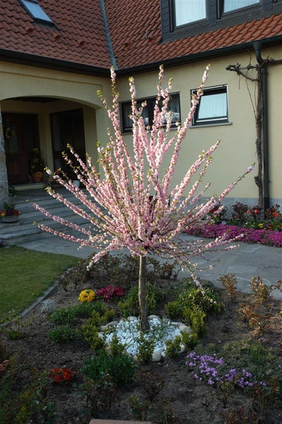 Prunus triloba, Mandelbäumchen, rosa Blüten, 40–60 cm