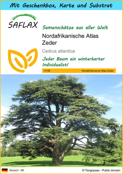 SAFLAX Geschenk Set - Nordafrikanische Atlas Zeder - Cedrus atlantica - 20 Samen - Mit Geschenkbox, Versandaufkleber, Geschenkkarte und Anzuchtsubstrat