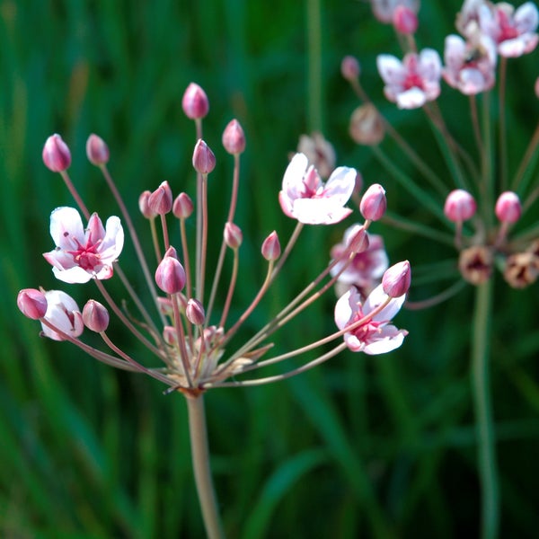 Schwanenblume Butomus umbellatus mit rosa Blüten und Knospen an einem langen Stiel.