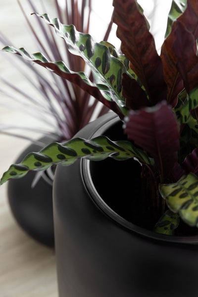Zimmerpflanze Calathea lancifolia mit gemusterten Blättern in einem matten schwarzen runden Übertopf.