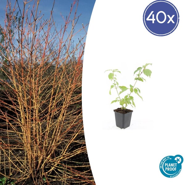 40 Stück Roter Hartriegel Cornus sanguinea, links Heckenpflanze ohne Laub, rechts Jungpflanze im Topf, Planet Proof zertifiziert.
