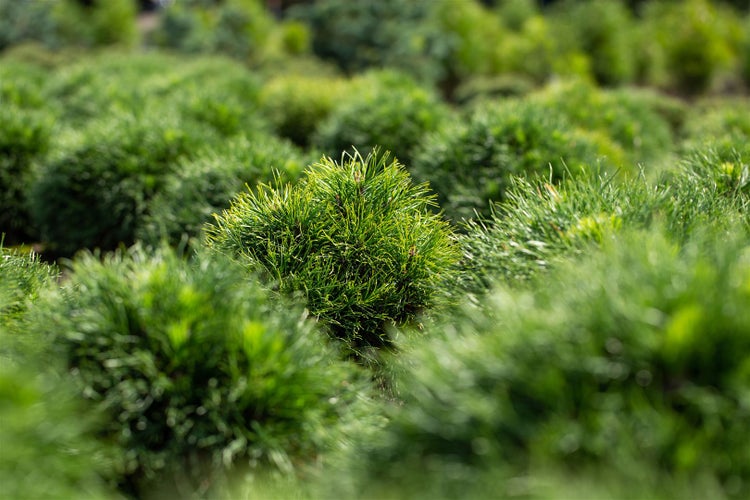 Nahaufnahme von Zwergkiefern im Freien