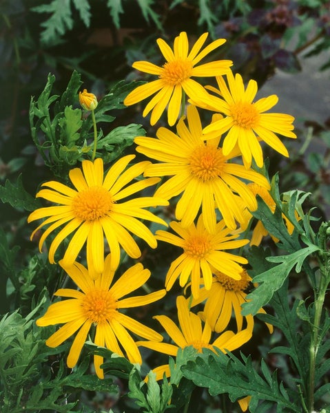 Euryops chrysanthemoides, Strauchmargerite, gelb, 2 Liter Container