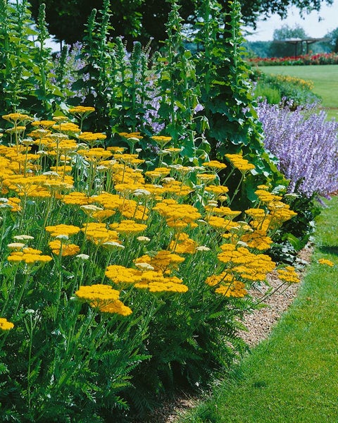 Achillea filipendulina 'Coronation Gold', Schafgarbe, goldgelb, ca. 9x9 cm Topf