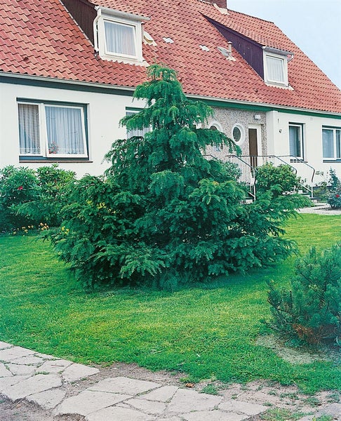 Taxus baccata 'Dovastoniana', Eibe, 60–70 cm