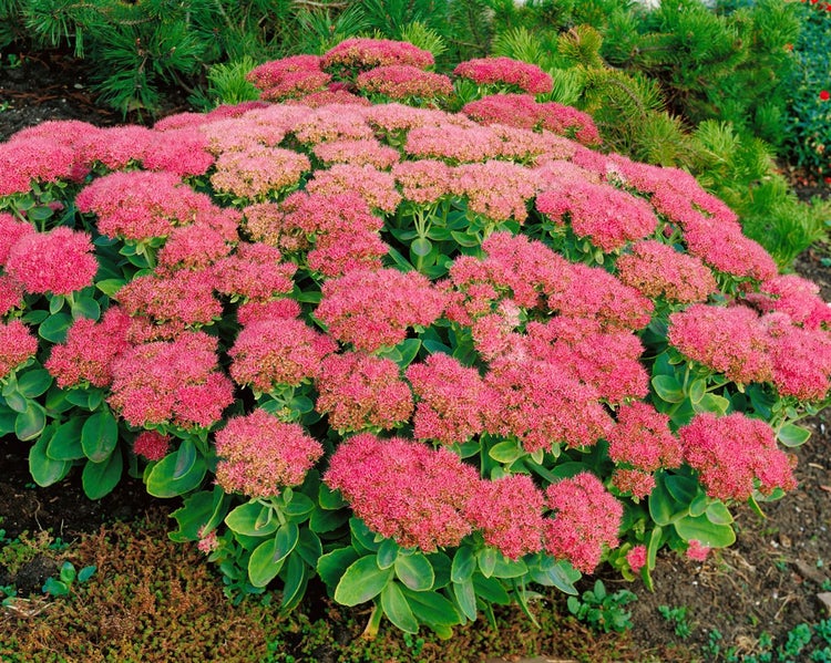 Sedum spectabile 'Brillant', Fetthenne, rosa Blüten, ca. 9x9 cm Topf