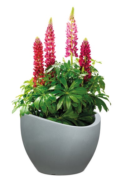 Lupinen mit pinken Blüten in einem modernen, runden Pflanzgefäß.