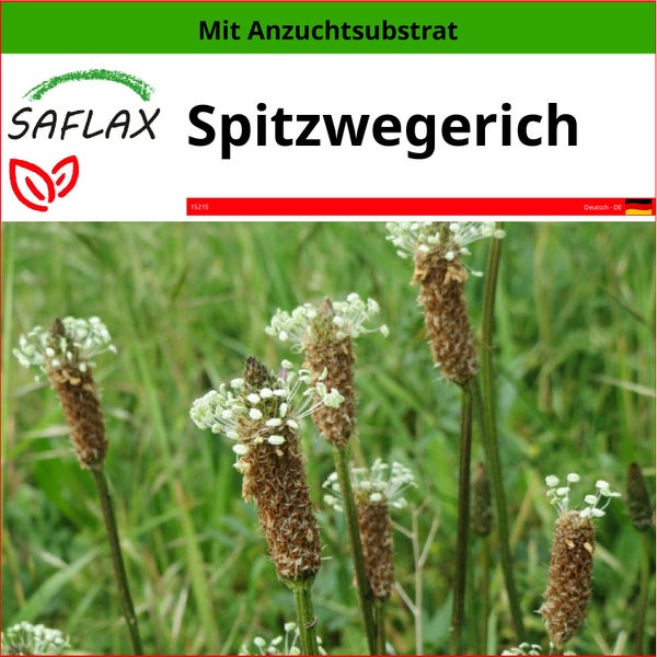 SAFLAX  - Spitzwegerich - Plantago lanceolata - 100 Samen - Mit keimfreiem Anzuchtsubstrat