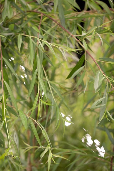 Salix alba 'Tristis', Trauerweide, gelbgrün, 80–100 cm