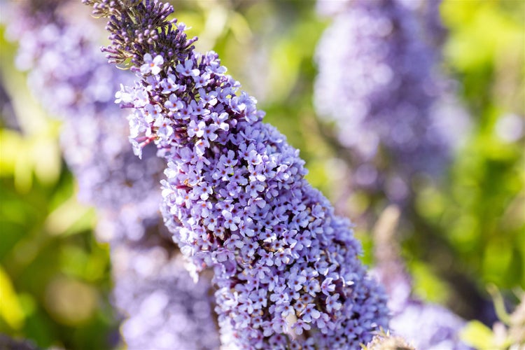 Buddleja davidii 'Gulliver', Schmetterlingsflieder, 40–60 cm, blau
