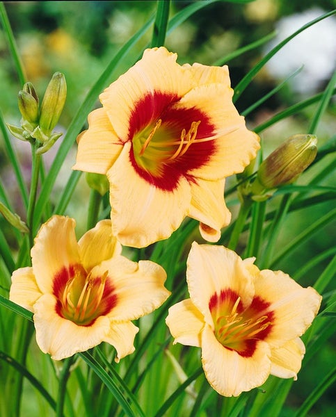 Hemerocallis x cult. 'Pandora's Box', Taglilie, creme-rot, ca. 11x11 cm Topf