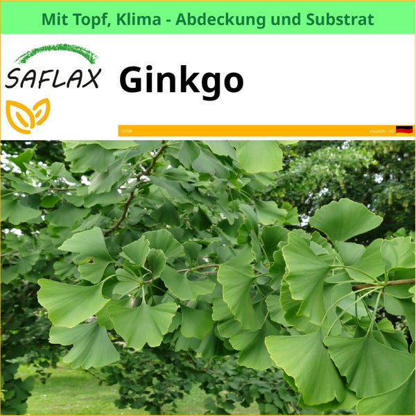 Saflax Ginkgo Baum im Topf mit Klimaabdeckung und Substrat