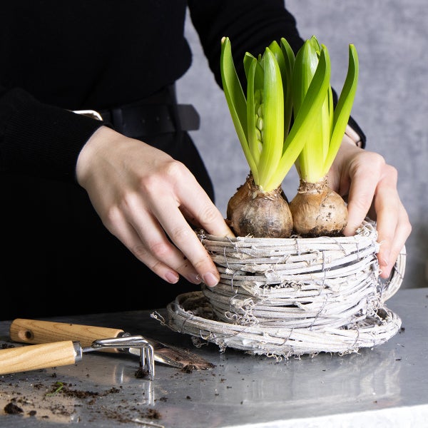 Hyazinthenzwiebeln in einem dekorativen Korb, arrangiert von Händen