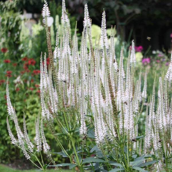 Veronica Pflanzen mit weißen Blüten im Garten