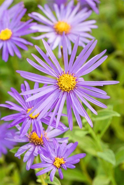 Aster x frikartii 'Mönch', lavendelblau, ca. 9x9 cm Topf