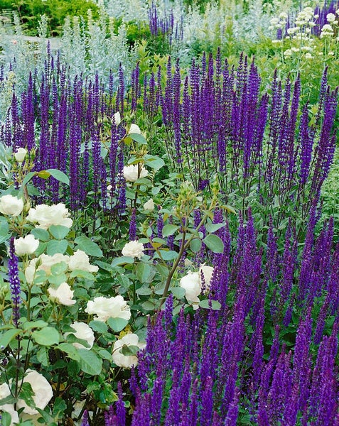 Salvia nemorosa 'Caradonna', Steppensalbei, violett, ca. 9x9 cm Topf