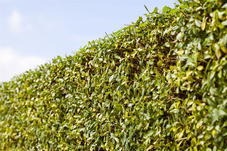 Ligustrum vulgare, Gewöhnlicher Liguster, 20–30 cm