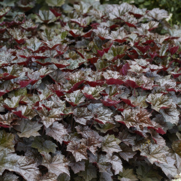 Purpurglöckchen Heuchera mit silbrig-dunkelroten Blättern.