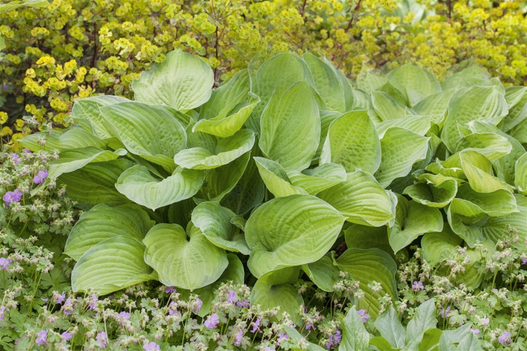 Nahaufnahme von Funkienpflanzen und kleinen violetten Blumen im Garten