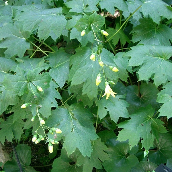 Blätter und gelbe Blüten einer Waldscheinanemone