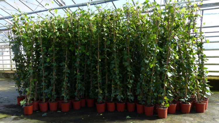 50 Stück Efeu Hedera helix 180 - 200 cm Pyramide Säule winterhart Kletterpflanze Hecke Sichtschutz blickdicht