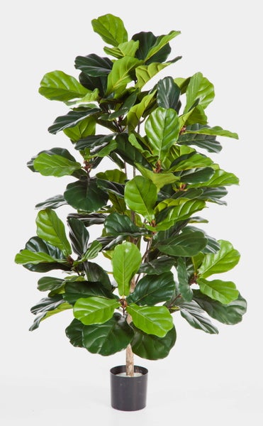 Künstliche Geigenfeige Ficus lyrata im schwarzen Kunststofftopf mit großen grünen Blättern.