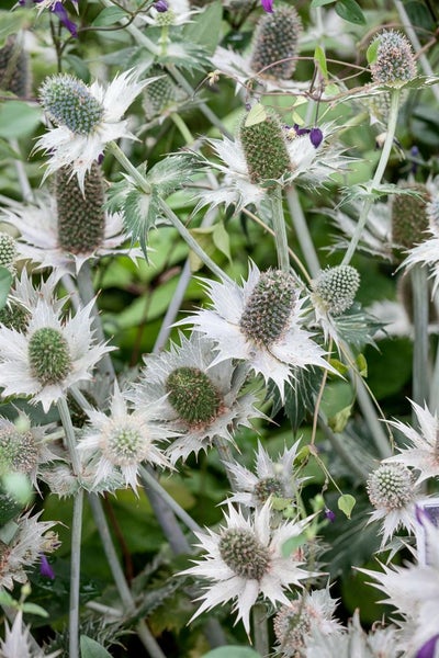 Nahaufnahme von Meerdisteln mit grünen Blütenständen und stacheligen, silberfarbenen Blättern