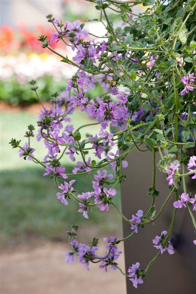 Hängende Pflanze mit lila Blüten