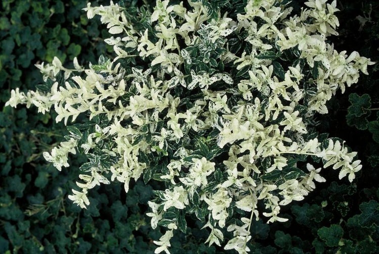 Bodendecker - Kriechspindel - Euonymus fortunei 'Harlequin' - 9cm Topf - Set mit 12 Pflanzen