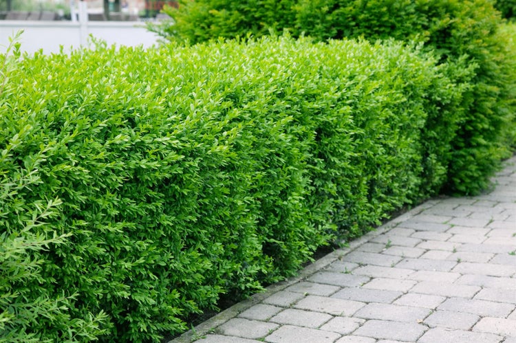 Grüne Buchsbaumhecke im Garten