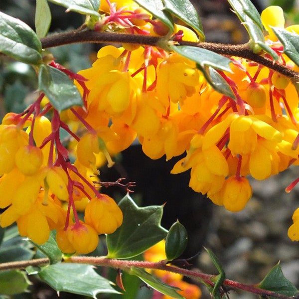 Blühender Berberitzenstrauch mit gelben Blüten