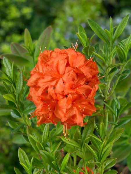 Rhododendron luteum 'Parkfeuer', gelb-orange, 40–50 cm