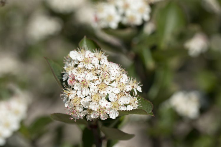 Aronia melanocarpa, Schwarze Apfelbeere, 80–100 cm, robust