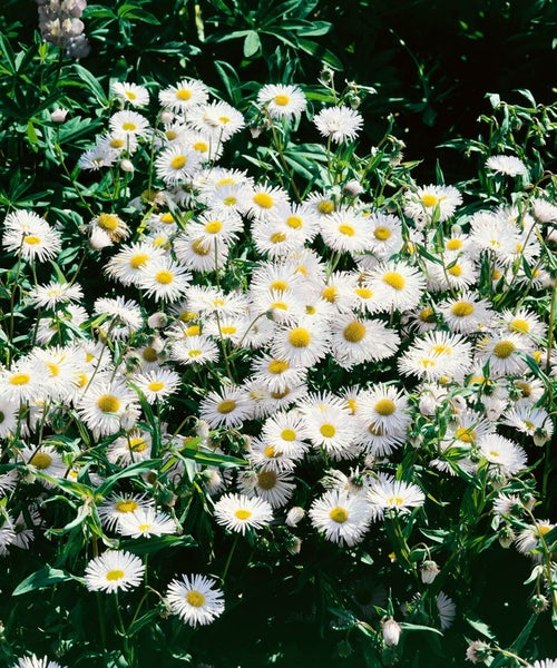 Erigeron x cult. 'Sommerneuschnee', Feinstrahl, weiß, ca. 9x9 cm Topf