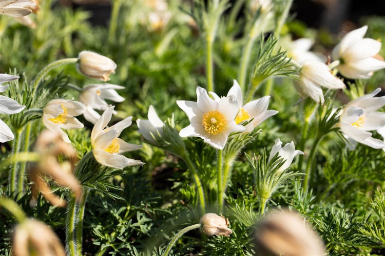 Pulsatilla vulgaris 'Alba', Küchenschelle, weiß, ca. 9x9 cm Topf