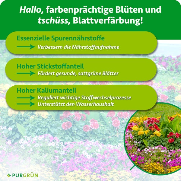 Infografik zu Purgrün Pflanzendünger mit Vorteilen wie Spurennährstoffe, Stickstoff und Kalium für gesundes Blattwerk und blühende Pflanzen.