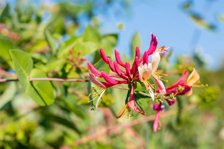 Lonicera caprifolium, Jelängerjelieber, cremeweiß, 40–60 cm