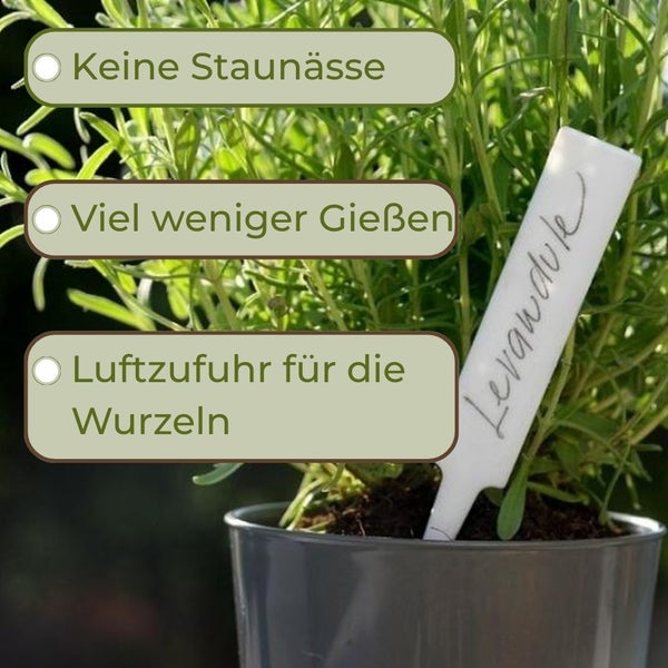 Lavendel in einem Topf mit Hinweisen zu Staunässe, Bewässerung und Luftzufuhr für die Wurzeln.