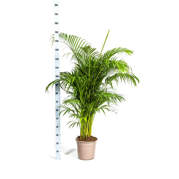 Areca Palme im Topf mit Größenangabe