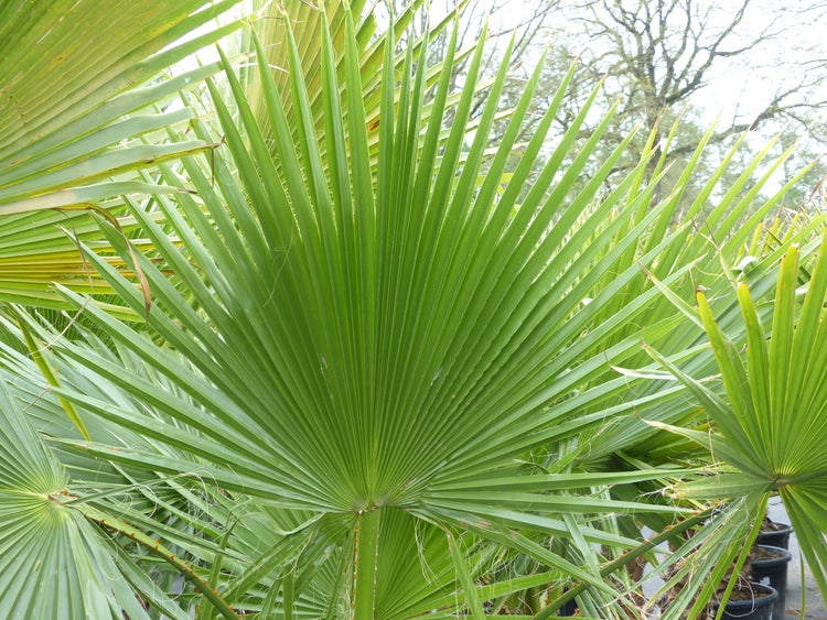 Nahaufnahme eines fächerförmigen Blattes einer Washingtonia-Palme mit charakteristischen Fäden.