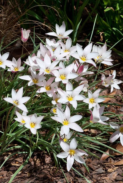 Tulipa turkestanica, Wildtulpe, cremeweiß, ca. 9x9 cm Topf