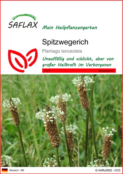 SAFLAX  - Spitzwegerich - Plantago lanceolata - 100 Samen